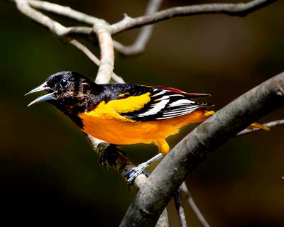 Male Northern Oriole