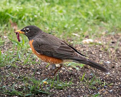 Robin with its breakfast