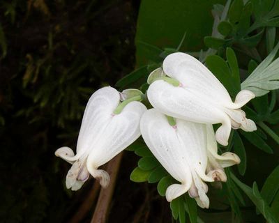 Squirrel Corn
