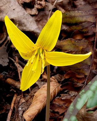 Trout Lilly