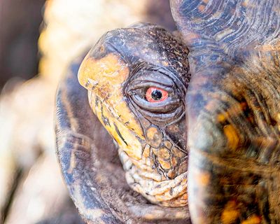 Box Turtle