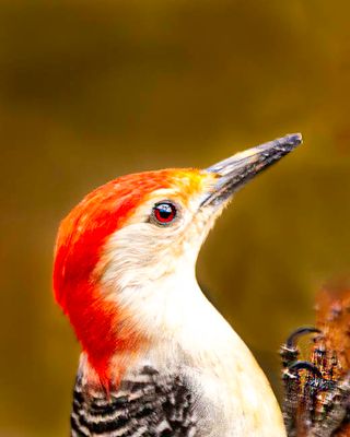 Red Bellied Woodpecker portrait