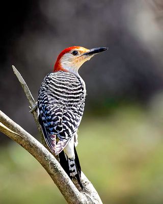 Red Bellied Woodpecker