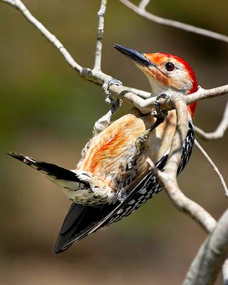Red Bellied Woodpecker in a bind