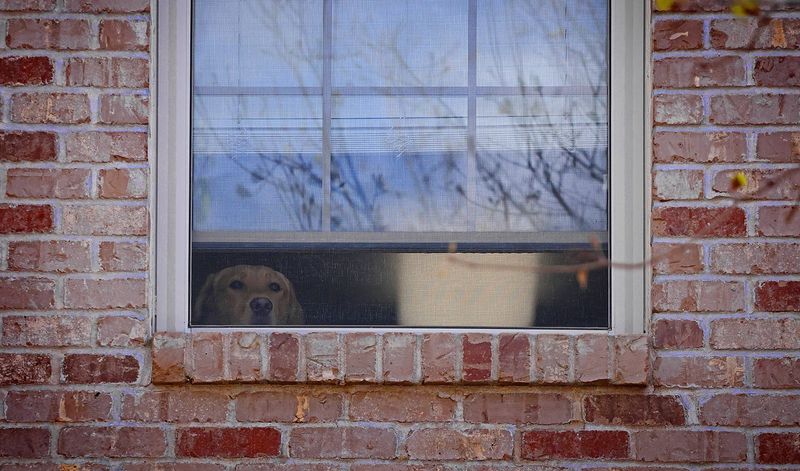 Squirrels only exist to torment dogs.