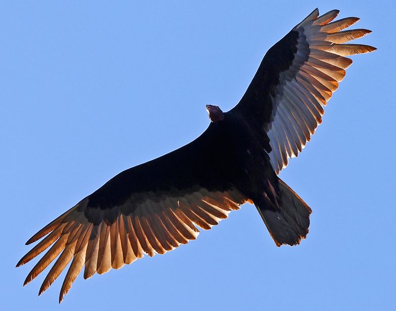 Turkey Vulture.