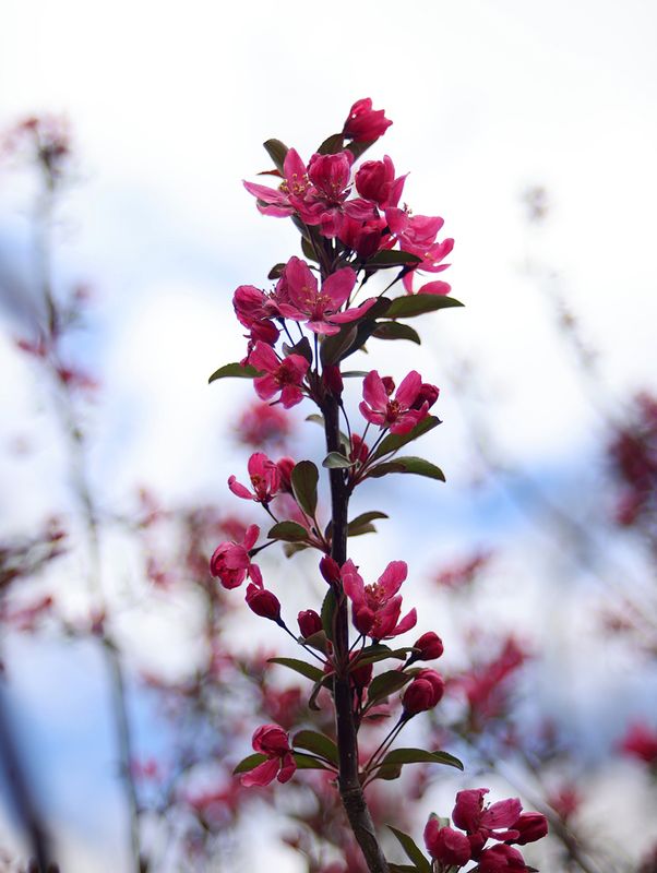 Prairie Fire Crabapple Tree