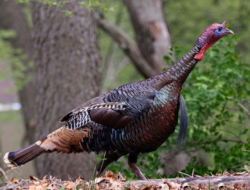 Wild Turkey