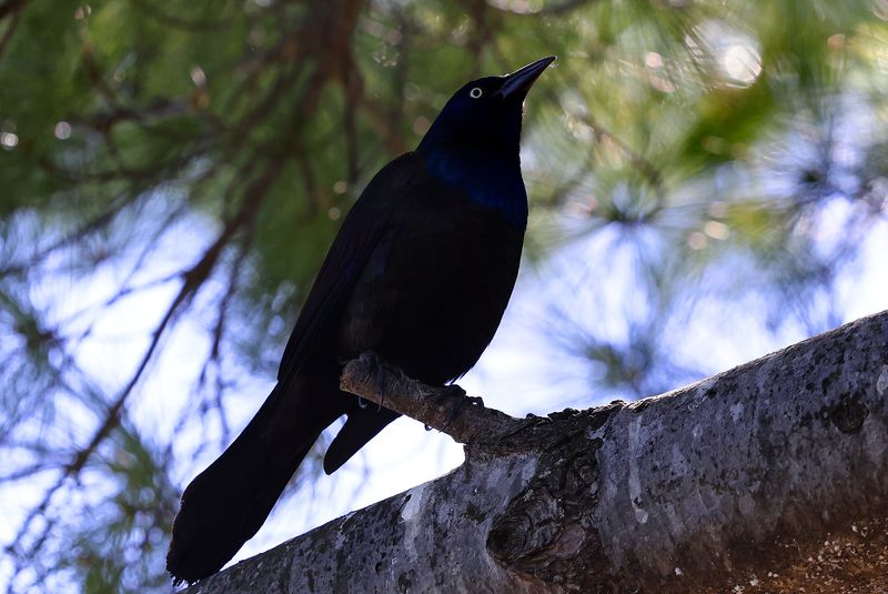 Grackle