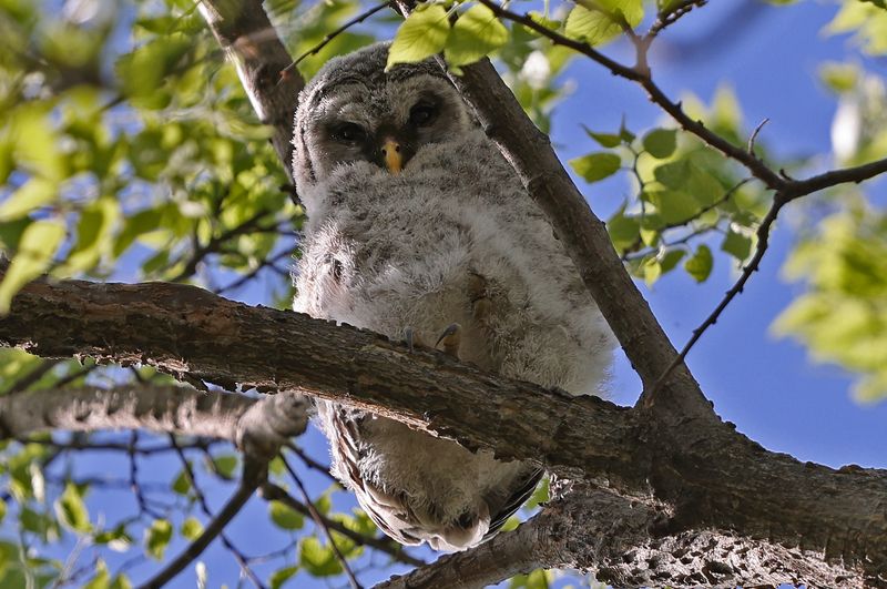 Baby Barred Owl