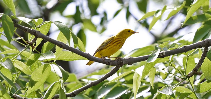 Yellow Warbler 