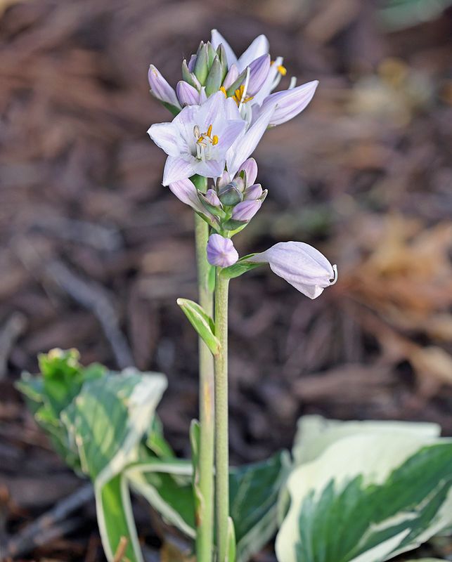  Hosta