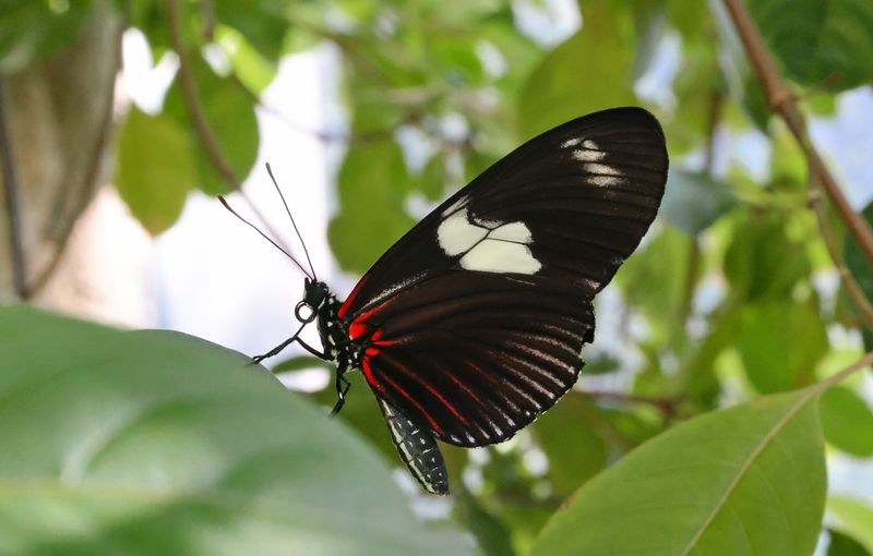  Doris Longwing