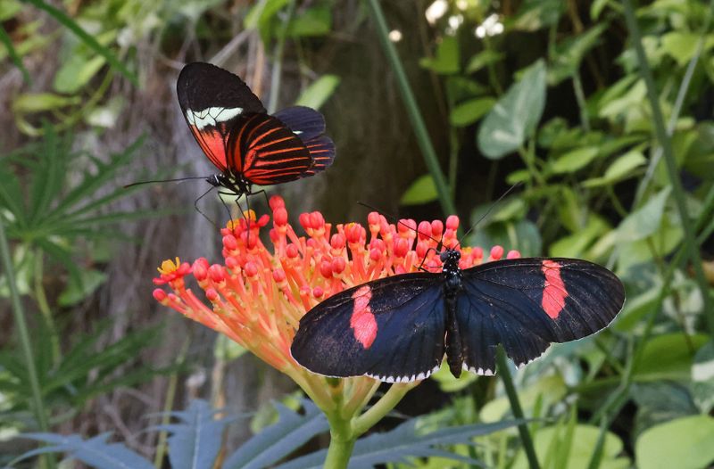 Postman Butterfly & Doris Longwing