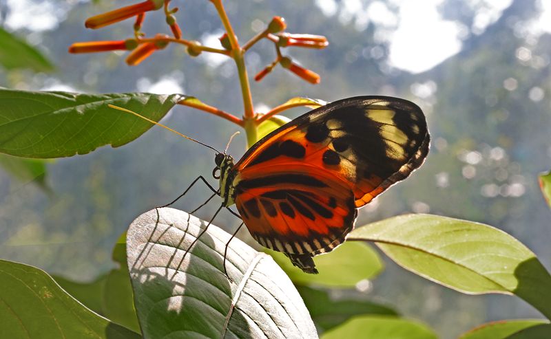  Isabella's Tiger Butterfly
