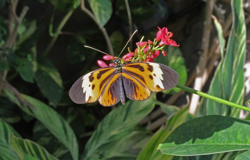  Numata Longwing