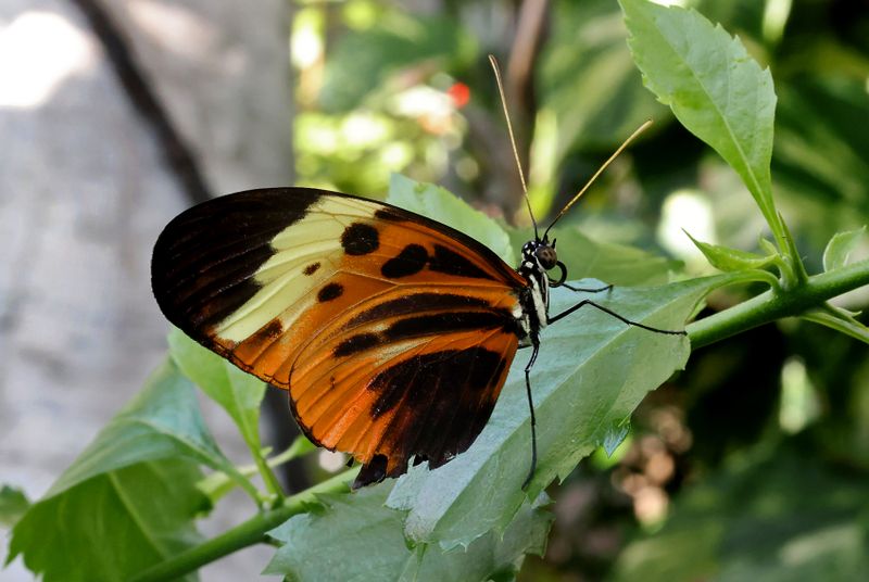  Numata Longwing