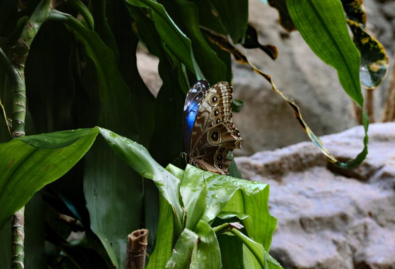  Blue Morpho Butterfly