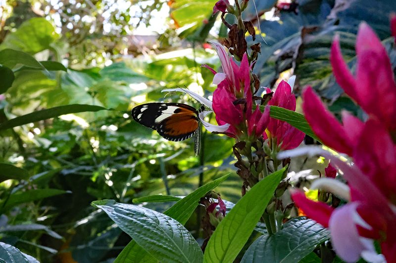 Tiger Longwing