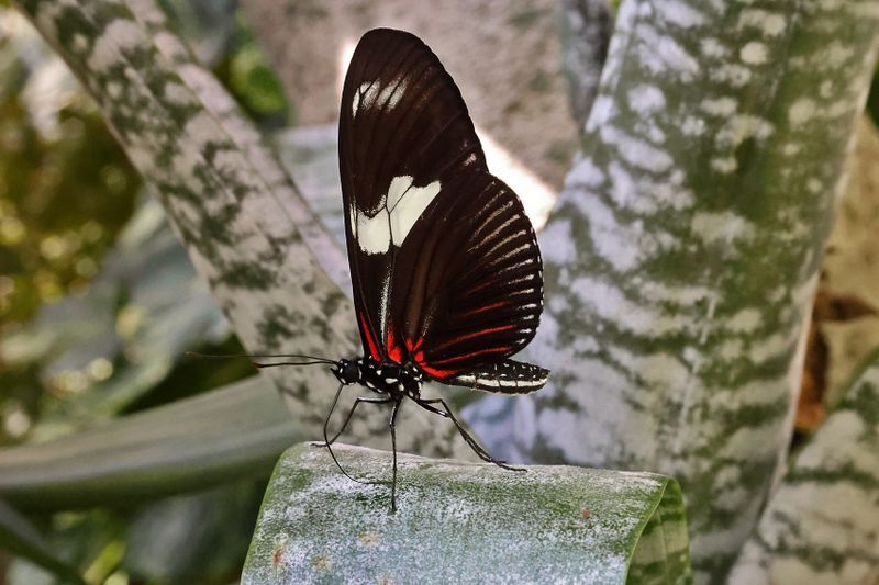   Doris Longwing