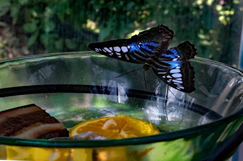  Blue Clipper