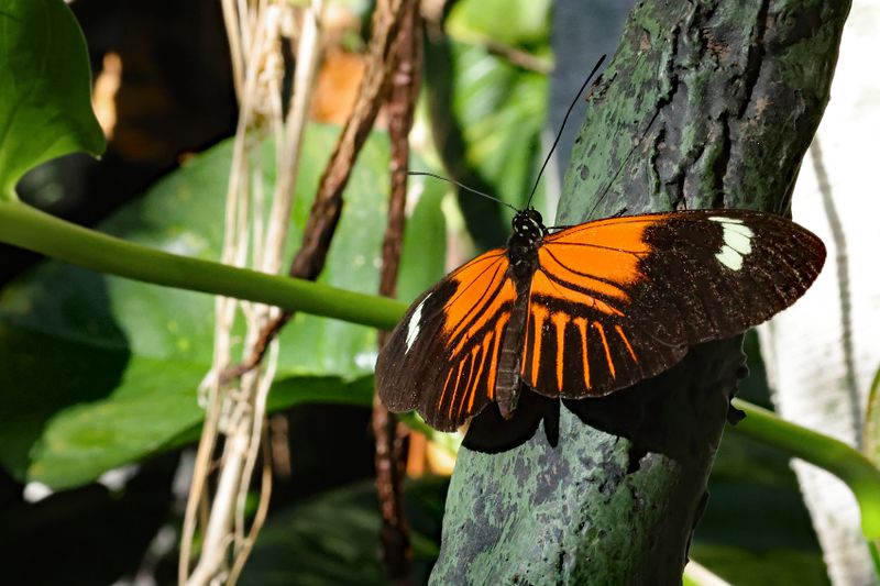 Postman Butterfly