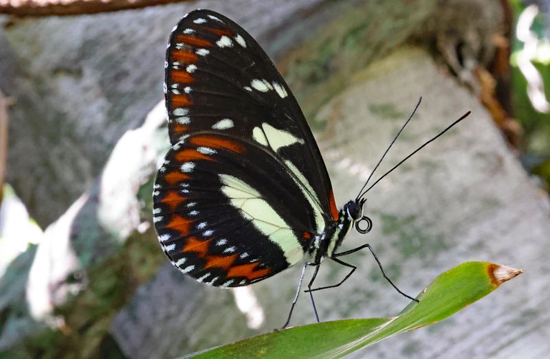  Zebra Longwing