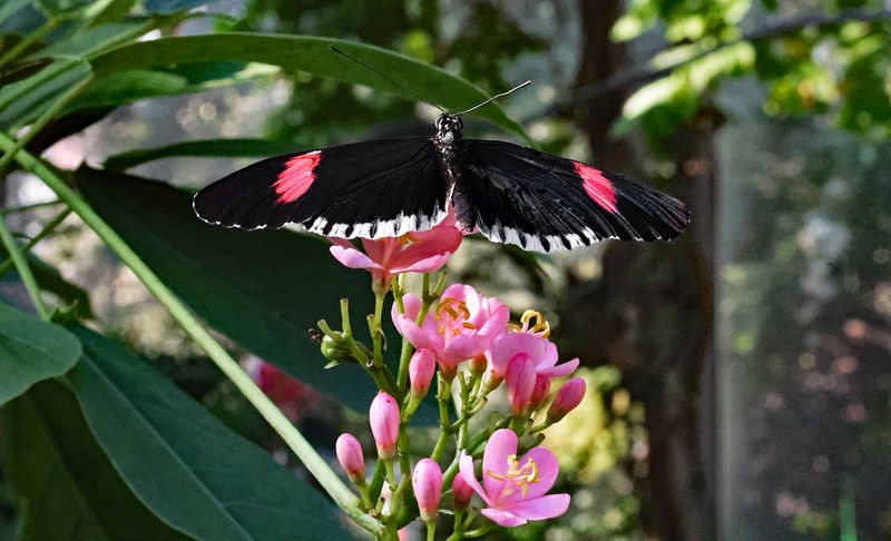  Postman Butterfly