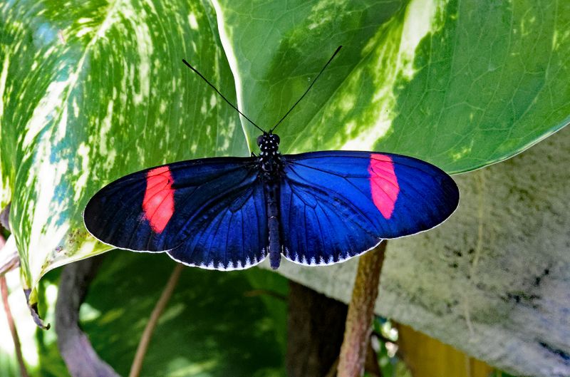  Postman Butterfly