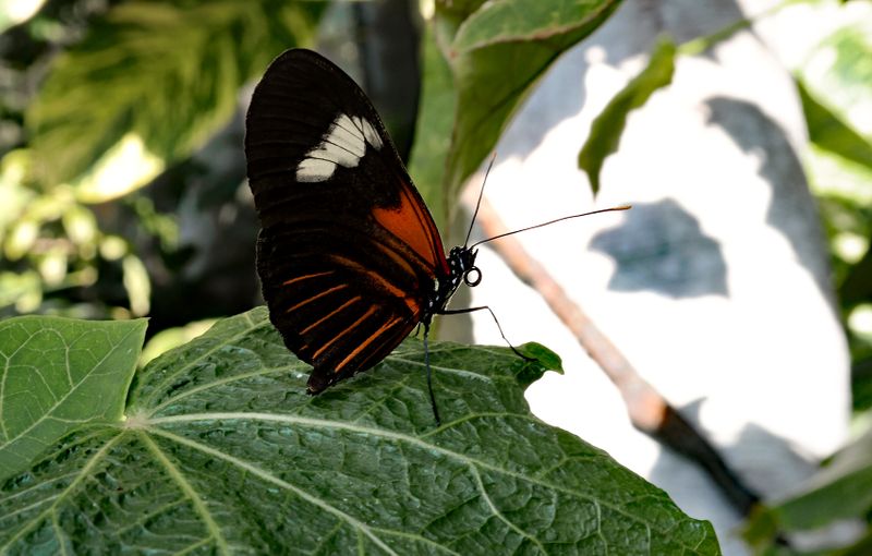  Atala Butterfly