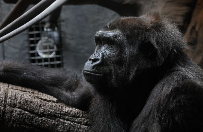   Western Lowland Gorilla