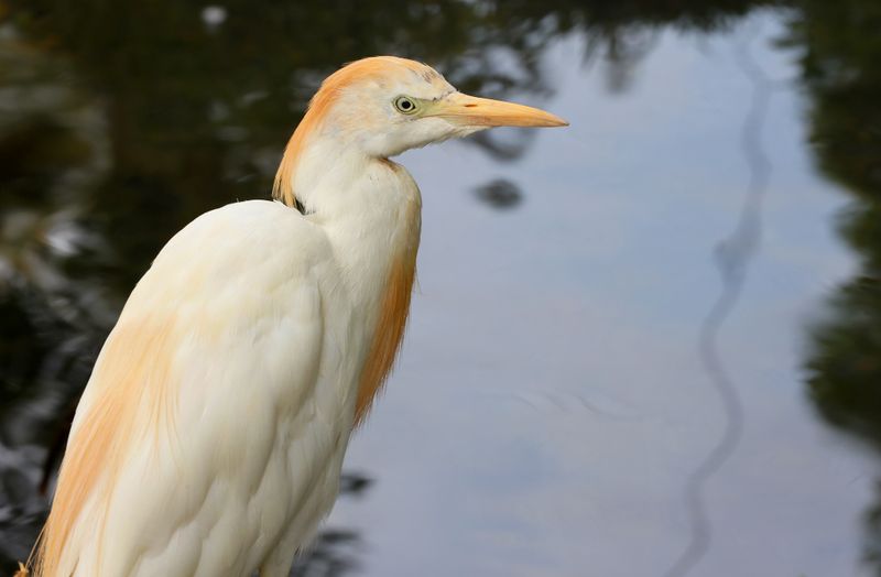  Cattle Egret