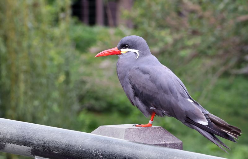  Inca Tern