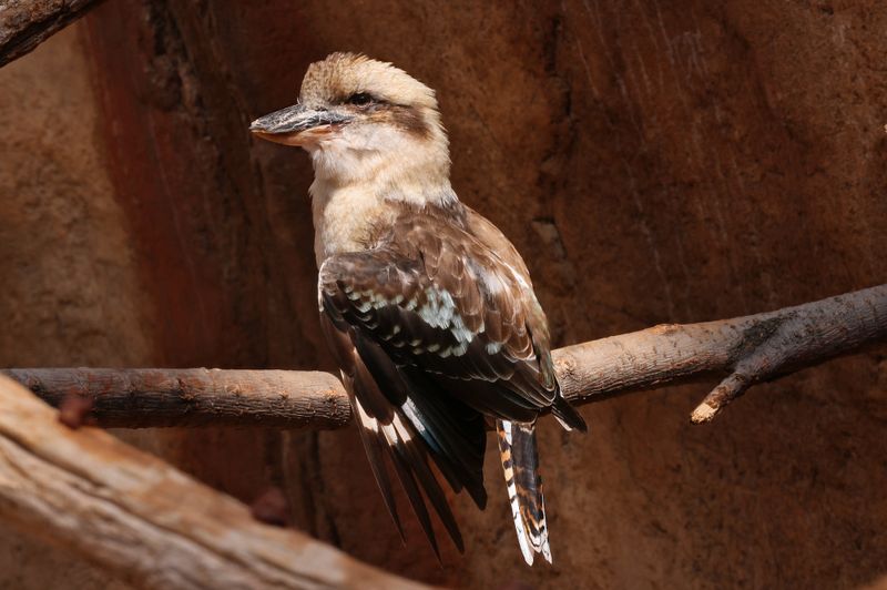  Laughing Kookaburra