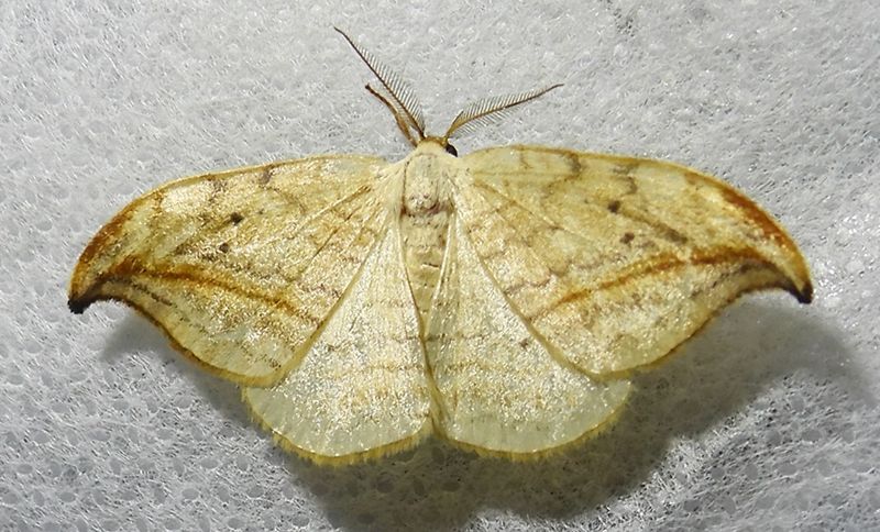 Arched Hooktip - 6251 - Drepana arcuata