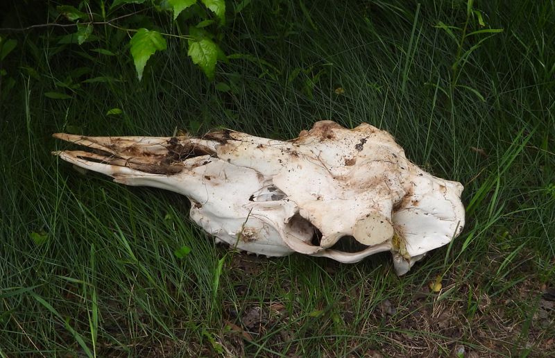 Moose skull
