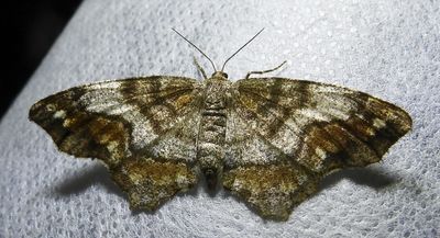 One-spotted Variant - 6654 - Hypagyrtis unipunctata