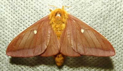 Pink-striped Oakworm Moth - 7723 - Anisota virginiensis