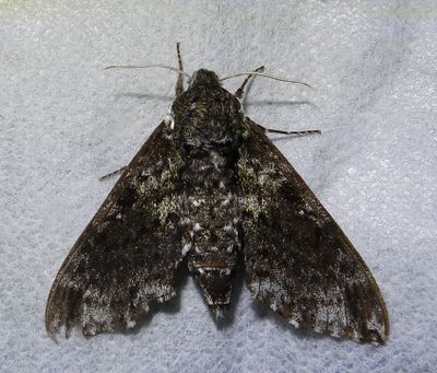 Pawpaw Sphinx - 7784 - Dolba Haloes