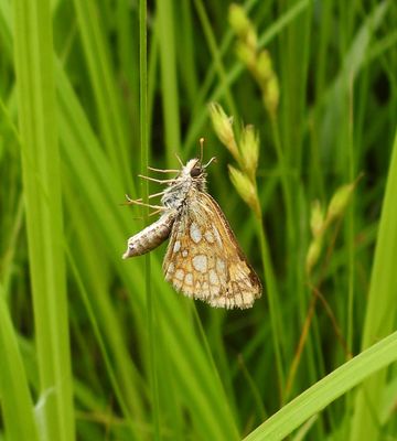 Arctic Skipper - Carterocephalus palaemon