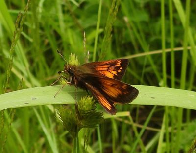 Hobomok Skipper - Poanes hobomok