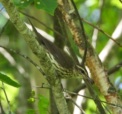 Northern Waterthrush - Parkesia noveboracensis
