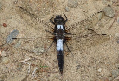 Chalk-fronted Corporal -- Ladona Julia