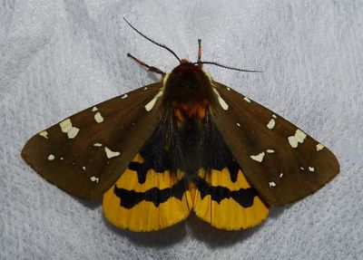 St. Lawrence Tiger Moth - 8162 - Arctia parthenos