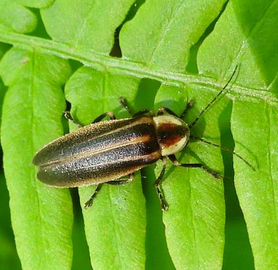 Photuris firefly - Photuris fairchildi (?)