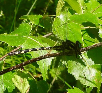Delta-spotted Spiketail - Zoraena diastatops