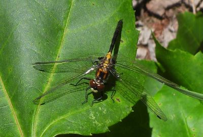 Belted Whiteface - Leucorrhinia proxima