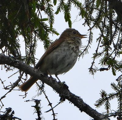 Hermit Thrush singing - Catharus guttatus