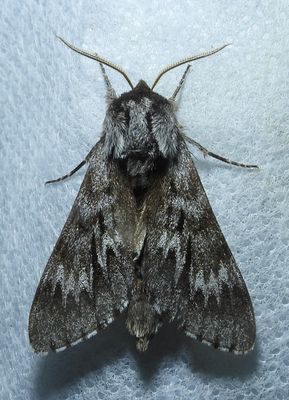 Northern Pine Sphinx - 7817 - Lapara bombycoides