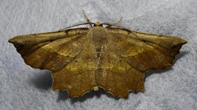 Muzaria Euchlaena - 6725 - Euchlaena muzaria